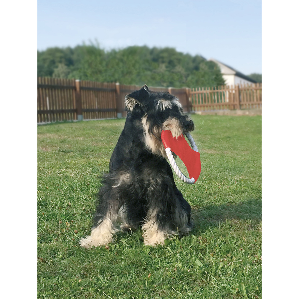 Honden Frisbee