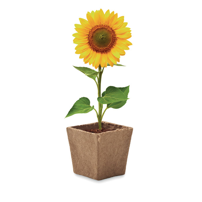 SUNFLOWER KIT - Zonnebloem kweekset