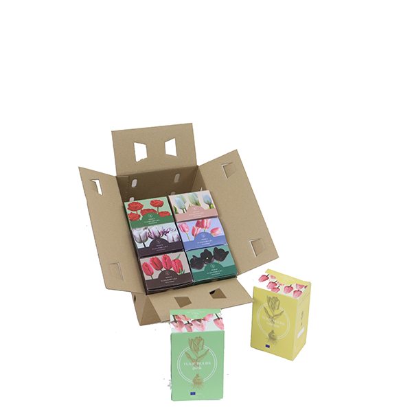 Exclusiva: 8x12 krachtige tuintulpenbollen